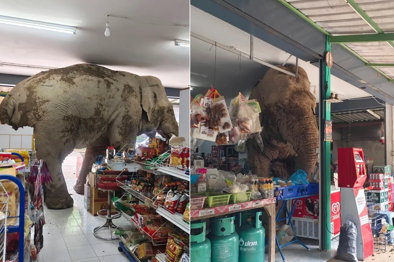 Enorme y hambriento elefante 'asalta' una tienda en Tailandia