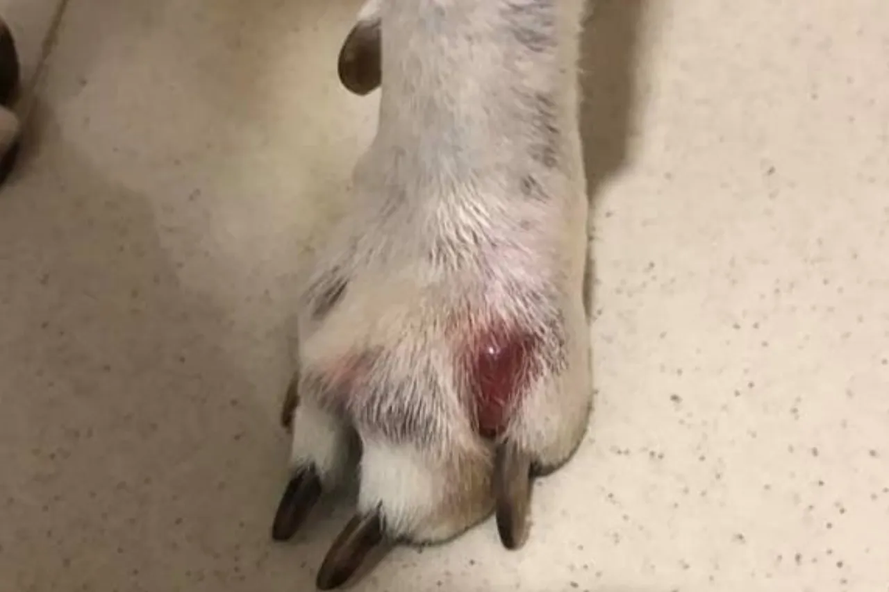 Quistes interdigitales en perros: El dolor silencioso entre sus patas