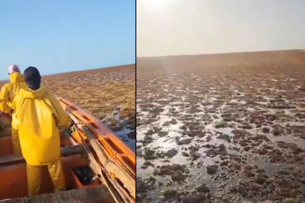 Captan decenas de kilómetros de sargazo en el mar con rumbo a México