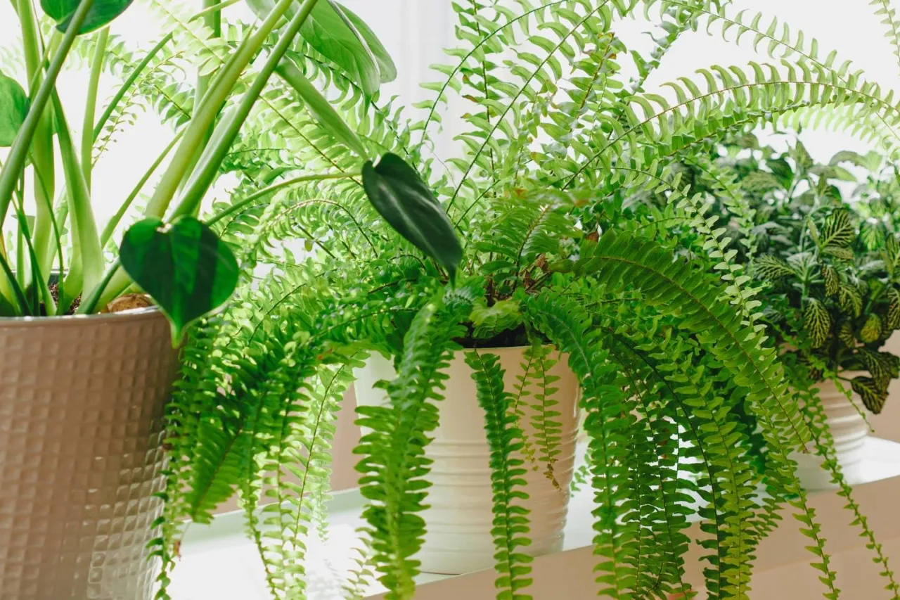 Verde interior: Las plantas que se adaptan mejor a la vida dentro de casa