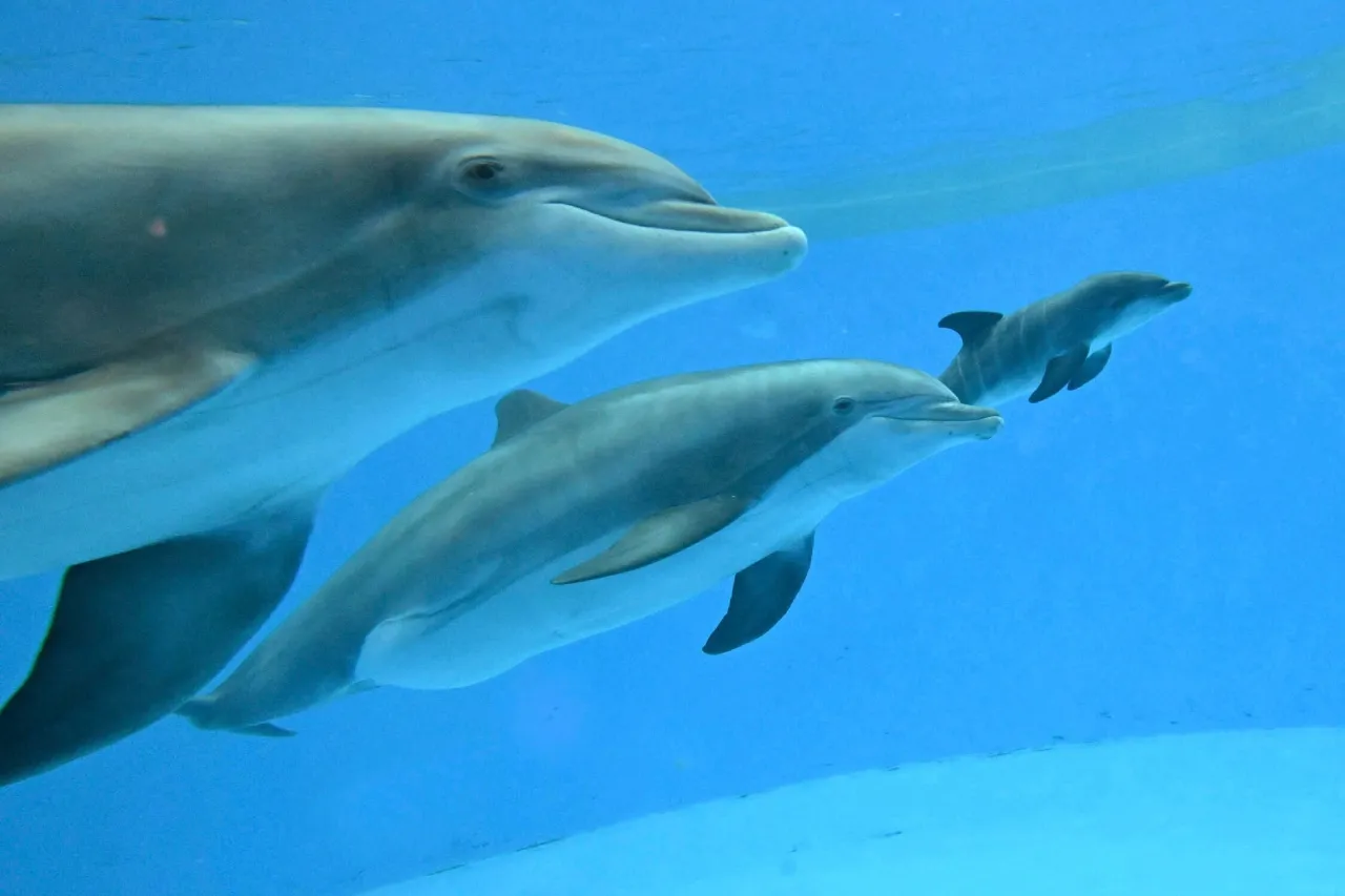 Video: Emotivo nacimiento de delfín en un zoológico con ayuda de otra madre