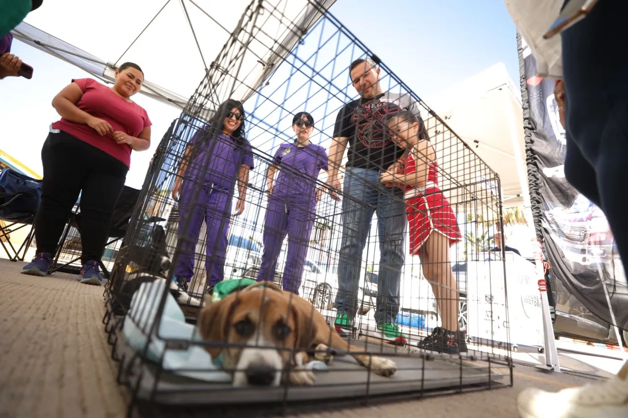 Expo Pets suma 10 mil esterilizaciones; alcalde resalta avances