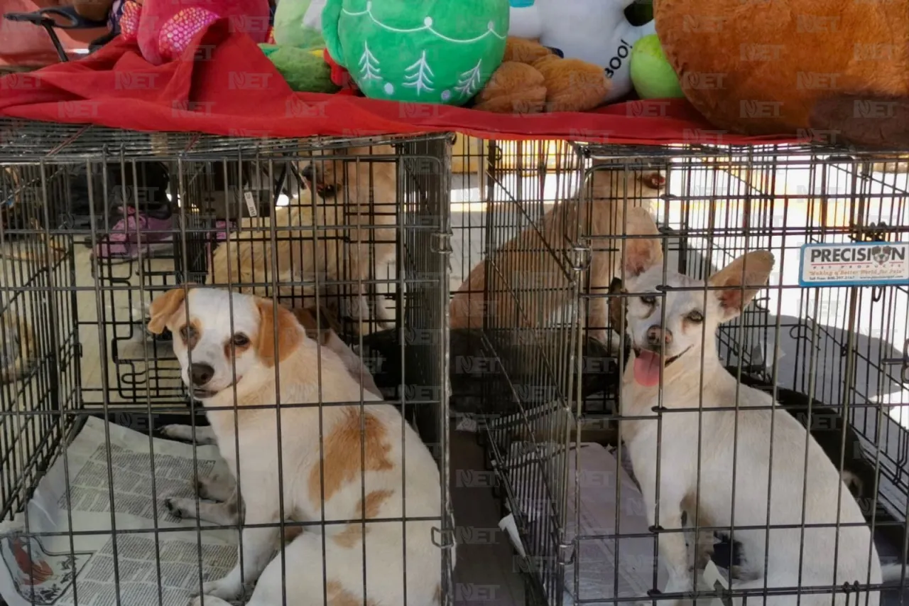 Ya comenzó el segundo día de Expo Pets Jrz