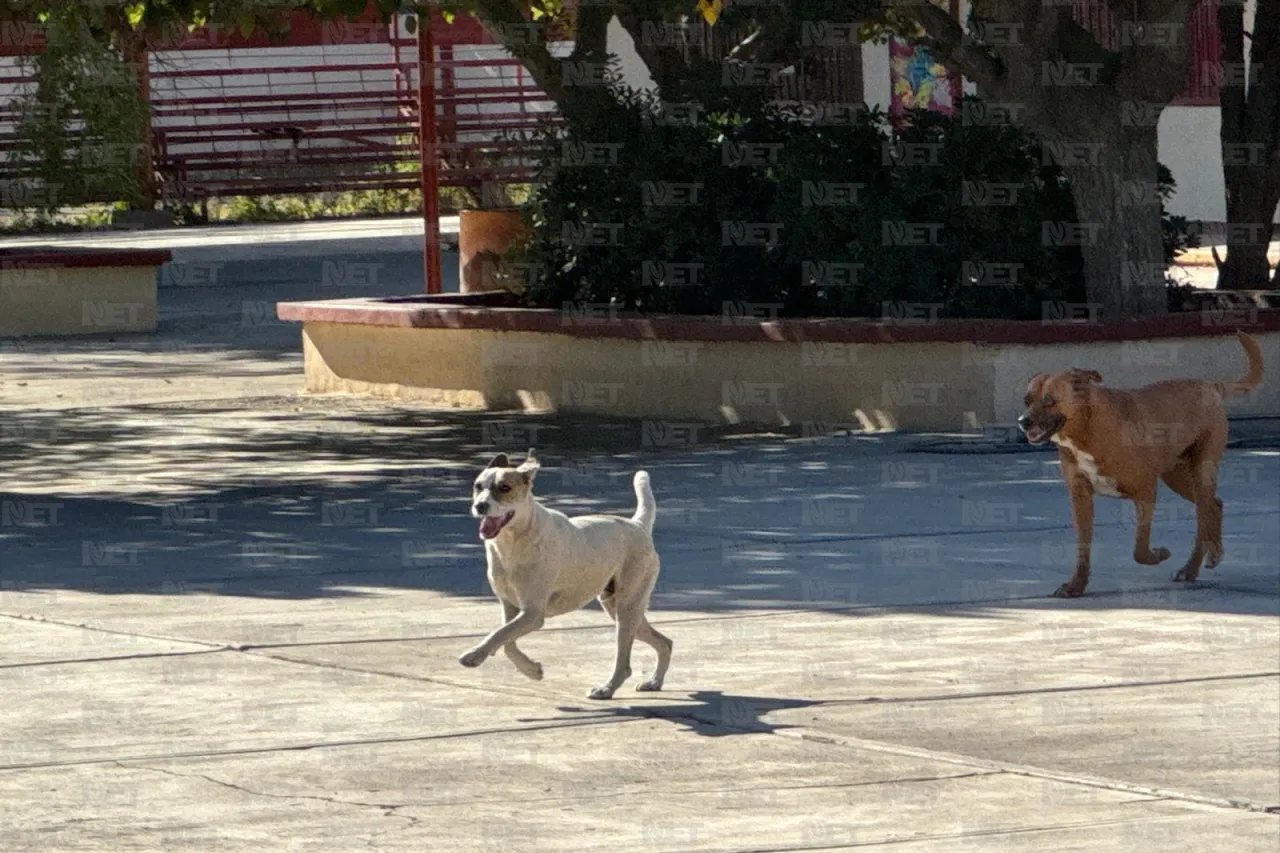 Cierran primaria por protesta: acusan ataques de perros y desvío de recursos