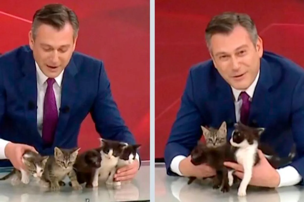 Video: Periodista turco busca hogar para gatitos