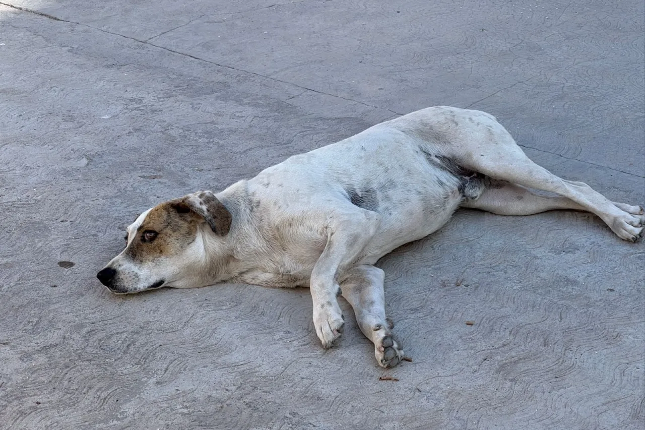 Cierran primaria por protesta: acusan ataques de perros y desvío de recursos