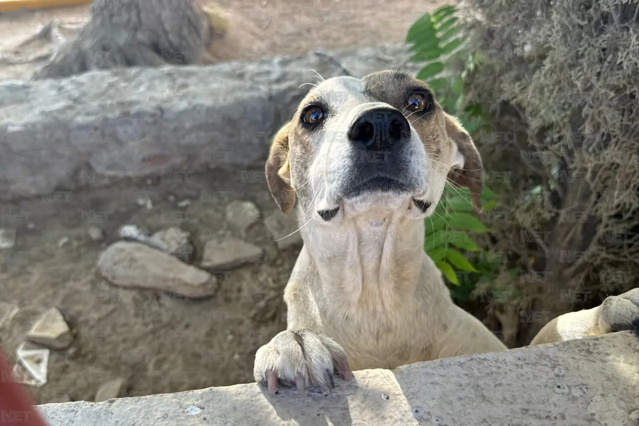 Cierran primaria por protesta: acusan ataques de perros y desvío de recursos