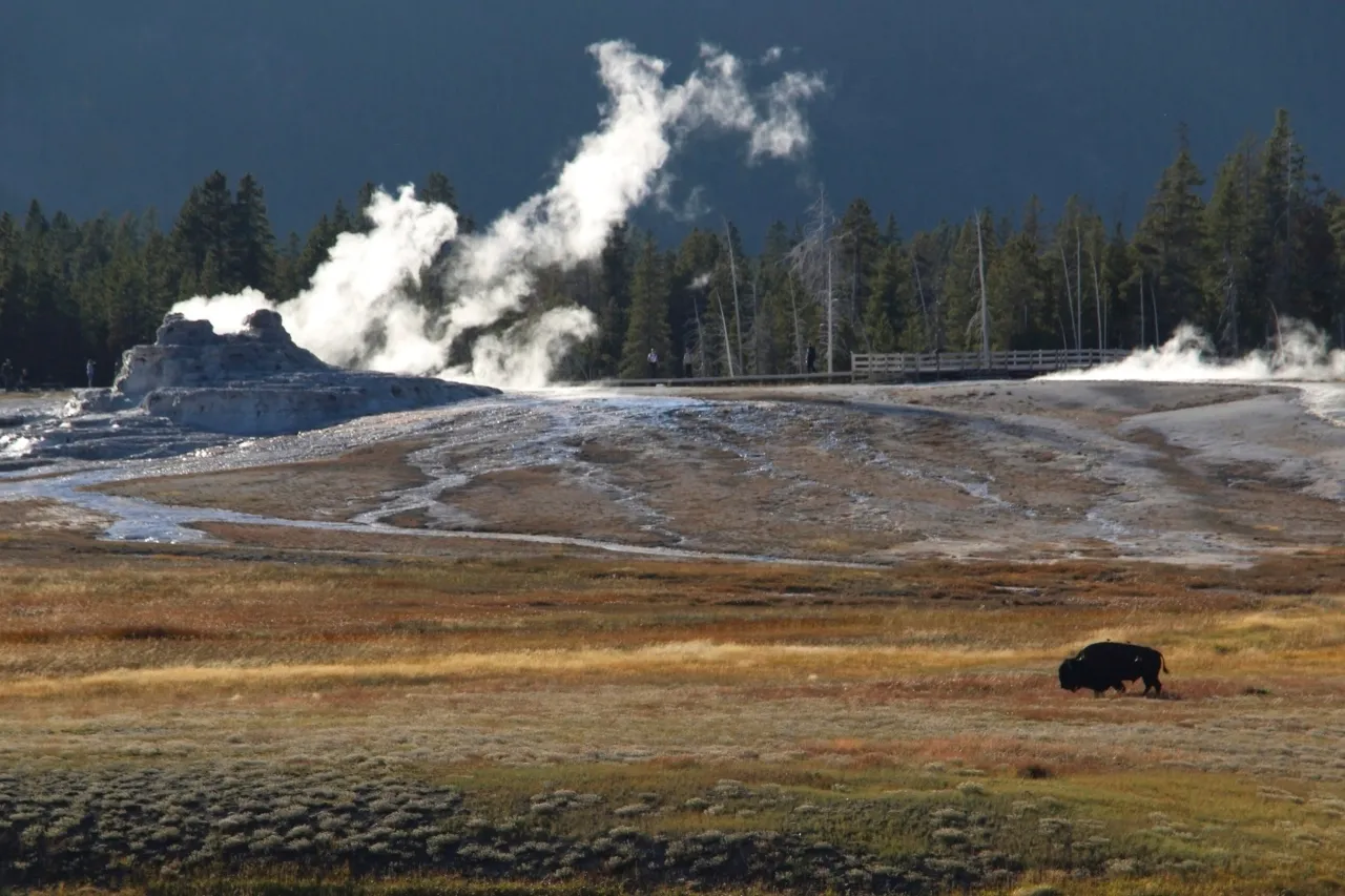 Bisonte embiste a hombre que se acercó demasiado en Parque Nacional Yellowstone