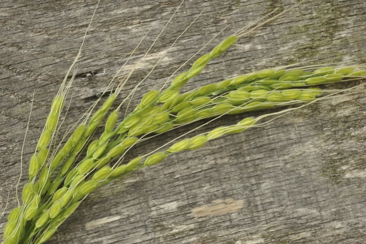 ¿Quieres cultivar tu propio arroz? Aquí hay una guía para jardineros aventureros