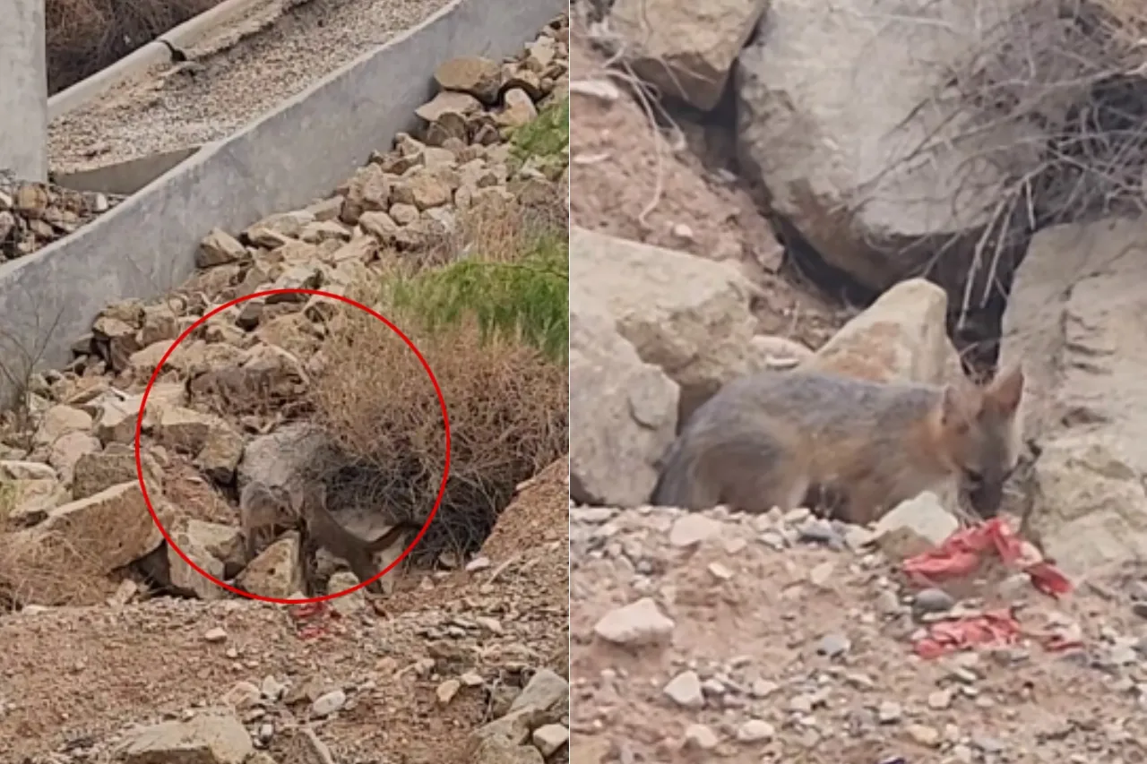Captan jugando a familia de zorreznos tras las recientes lluvias en El Paso