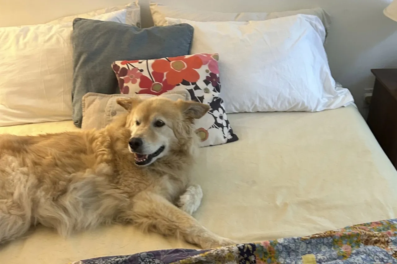 Tu mascota te ama… pero, ¿debe dormir contigo?