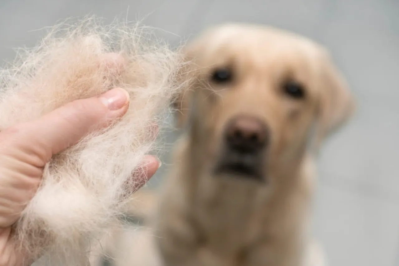 Que tu perro tire menos pelo: Consejos prácticos para dueños desesperados