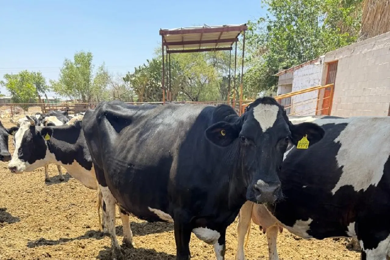 Ofrecen créditos emergentes de hasta 250 mil pesos para productores ganaderos