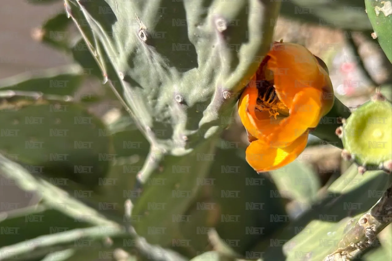 Recorre Juárez y descubre sus polinizadores nativos este fin de semana