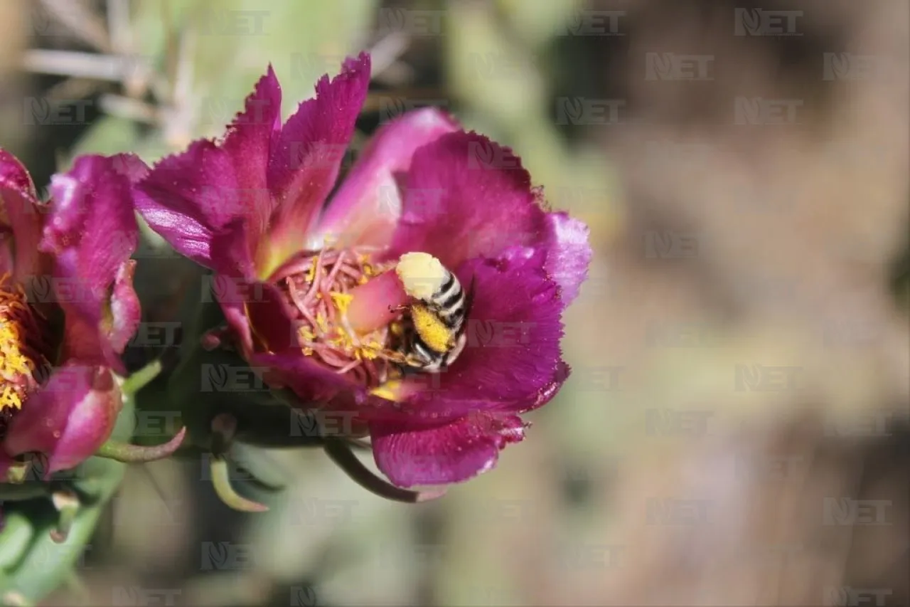 Recorre Juárez y descubre sus polinizadores nativos este fin de semana