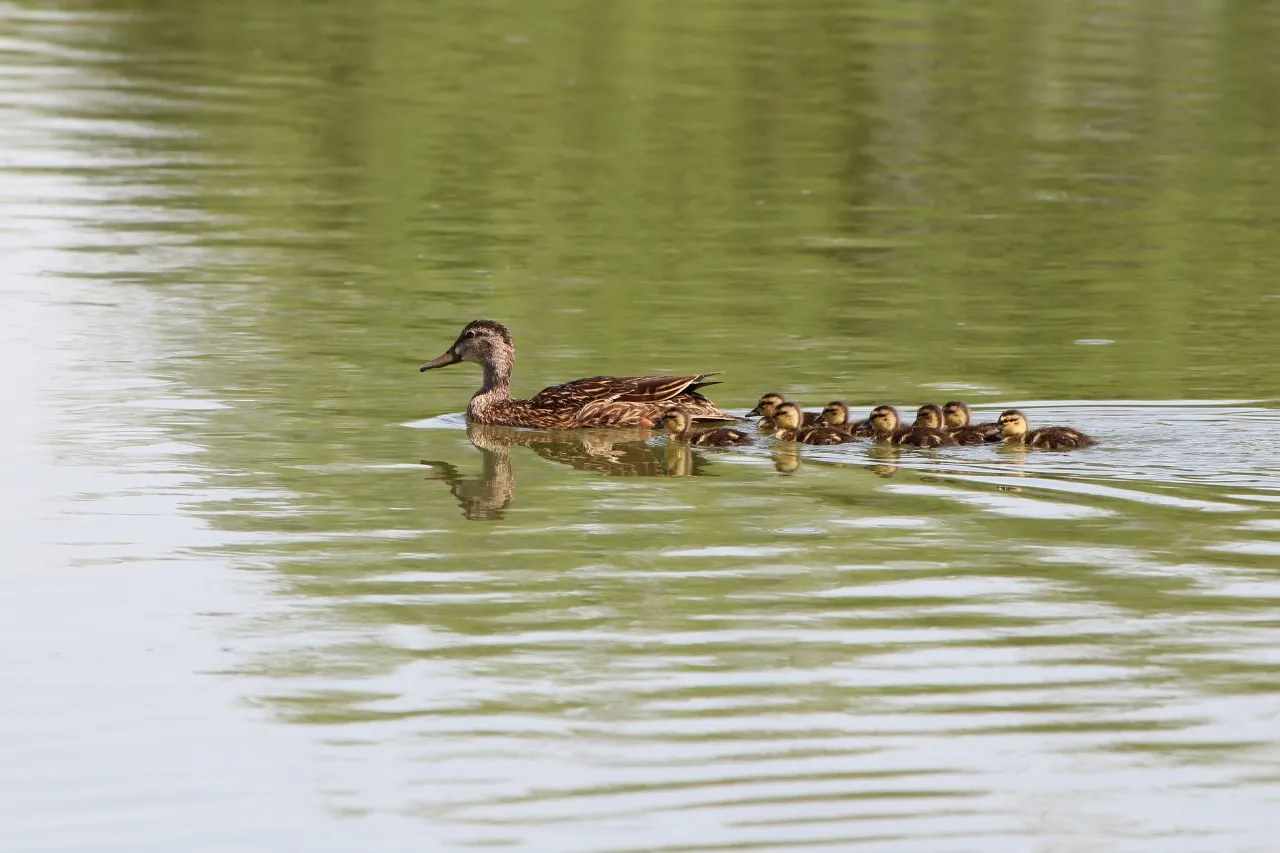 Piden proteger a crías de pato mexicano nacidas en el Parque Central