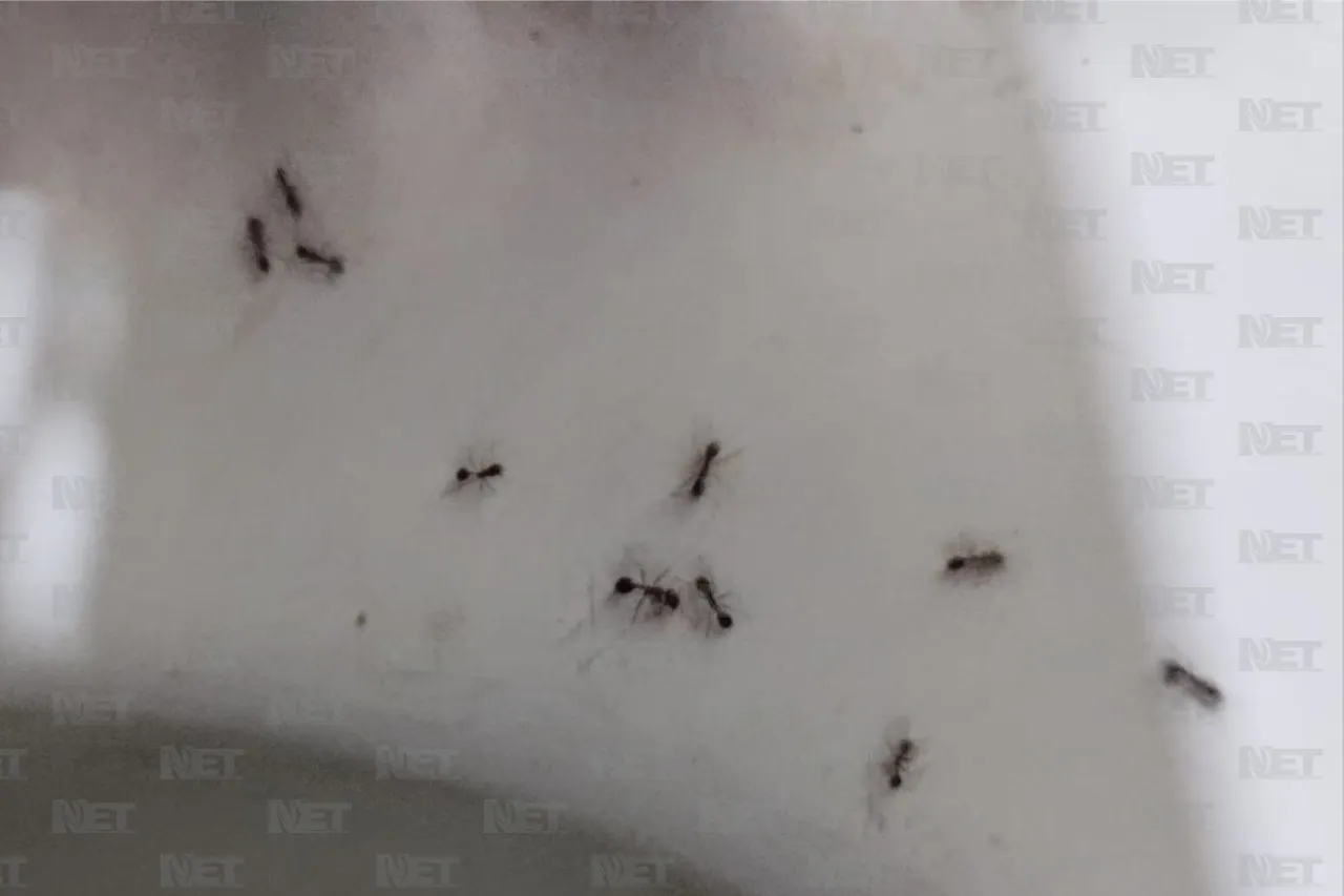 ¿Asqueles en tu casa? Esto buscan y así puedes evitarlos
