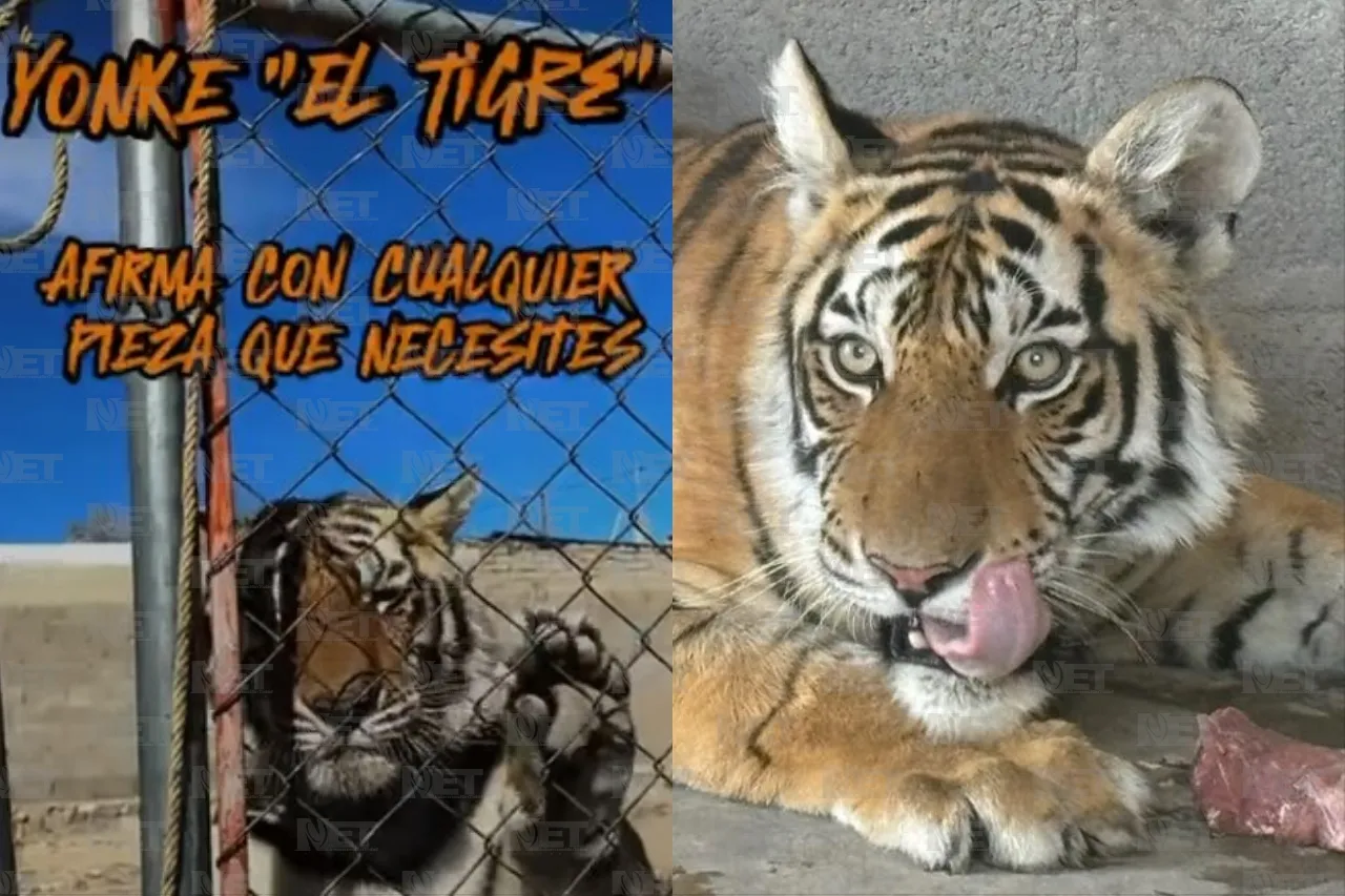 Redes