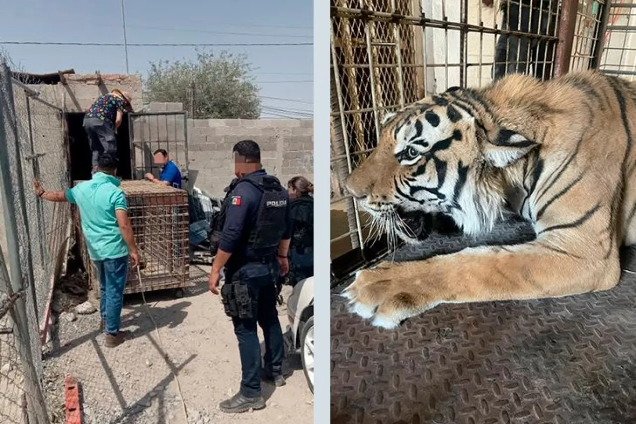 Detienen a sujeto en yonke donde localizaron un ejemplar felino
