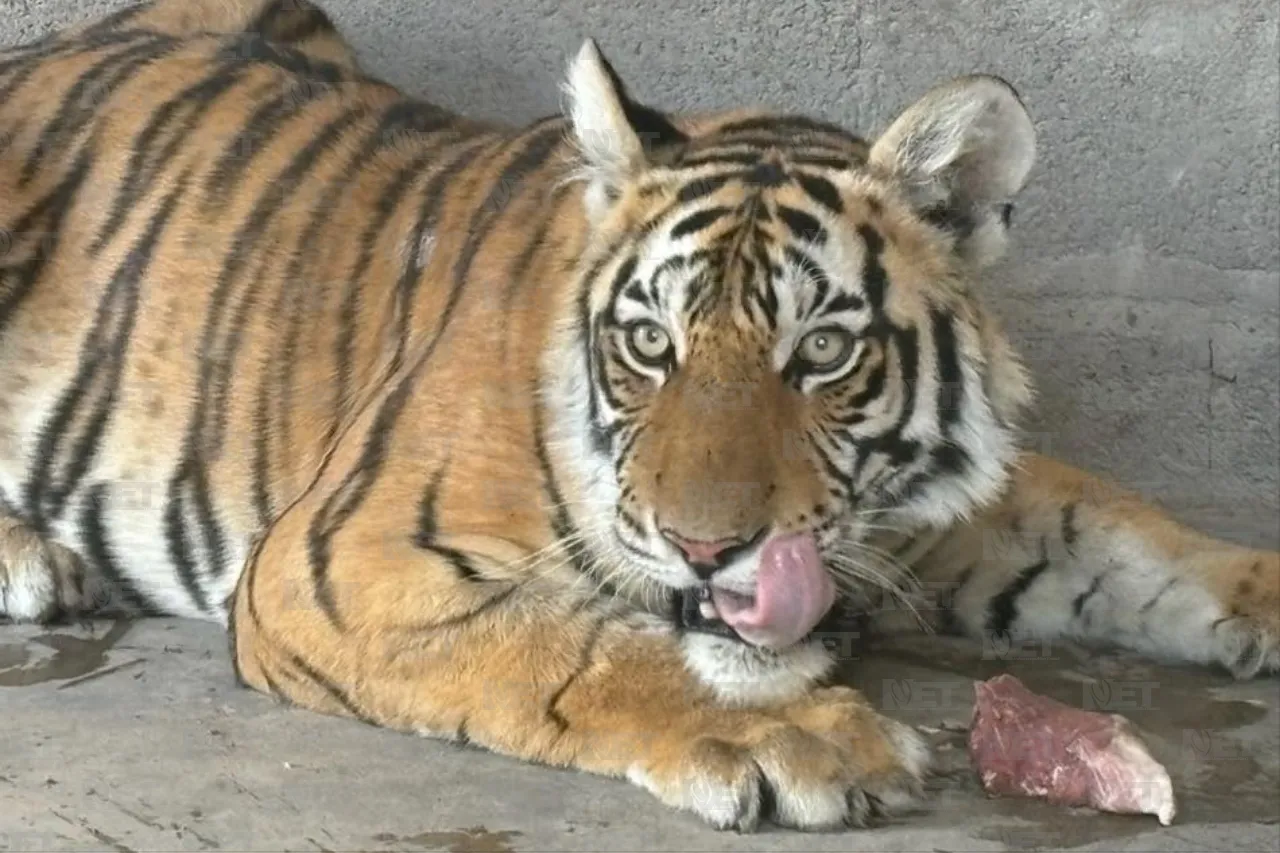 Video: Tigre era utilizado para publicidad de Yonke en Juárez