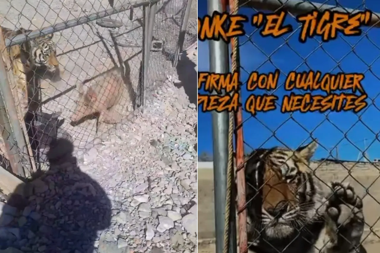 Así alimentaban al feroz rescatado de yonke