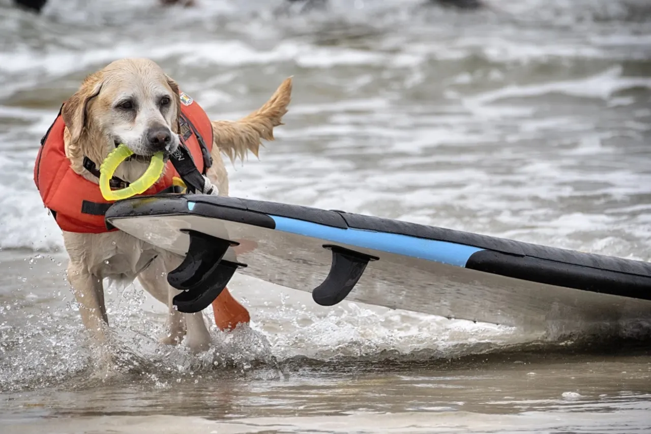 Fotos de los mejores perros surfistas en California se vuelven virales