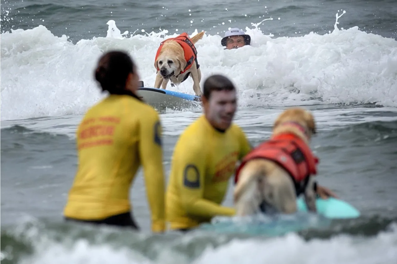 Fotos de los mejores perros surfistas en California se vuelven virales