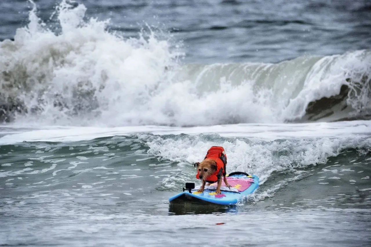 Fotos de los mejores perros surfistas en California se vuelven virales
