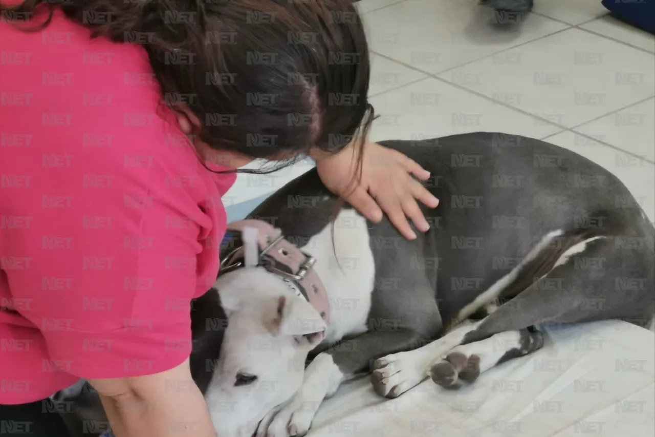 Exitoso segundo día de esterilizaciones gratuitas en El Chamizal