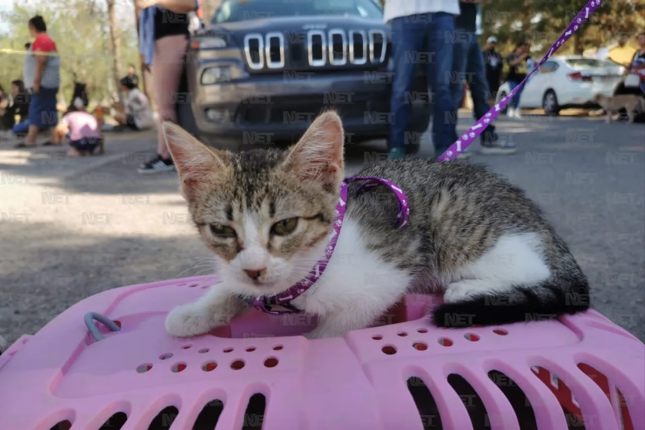 Exitoso segundo día de esterilizaciones gratuitas en El Chamizal