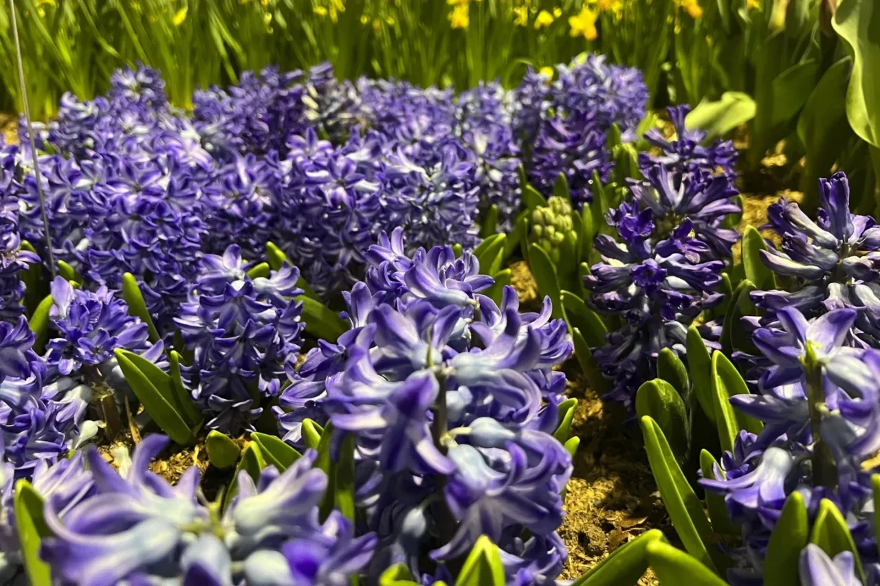 Flores para un jardín hermoso y fragante
