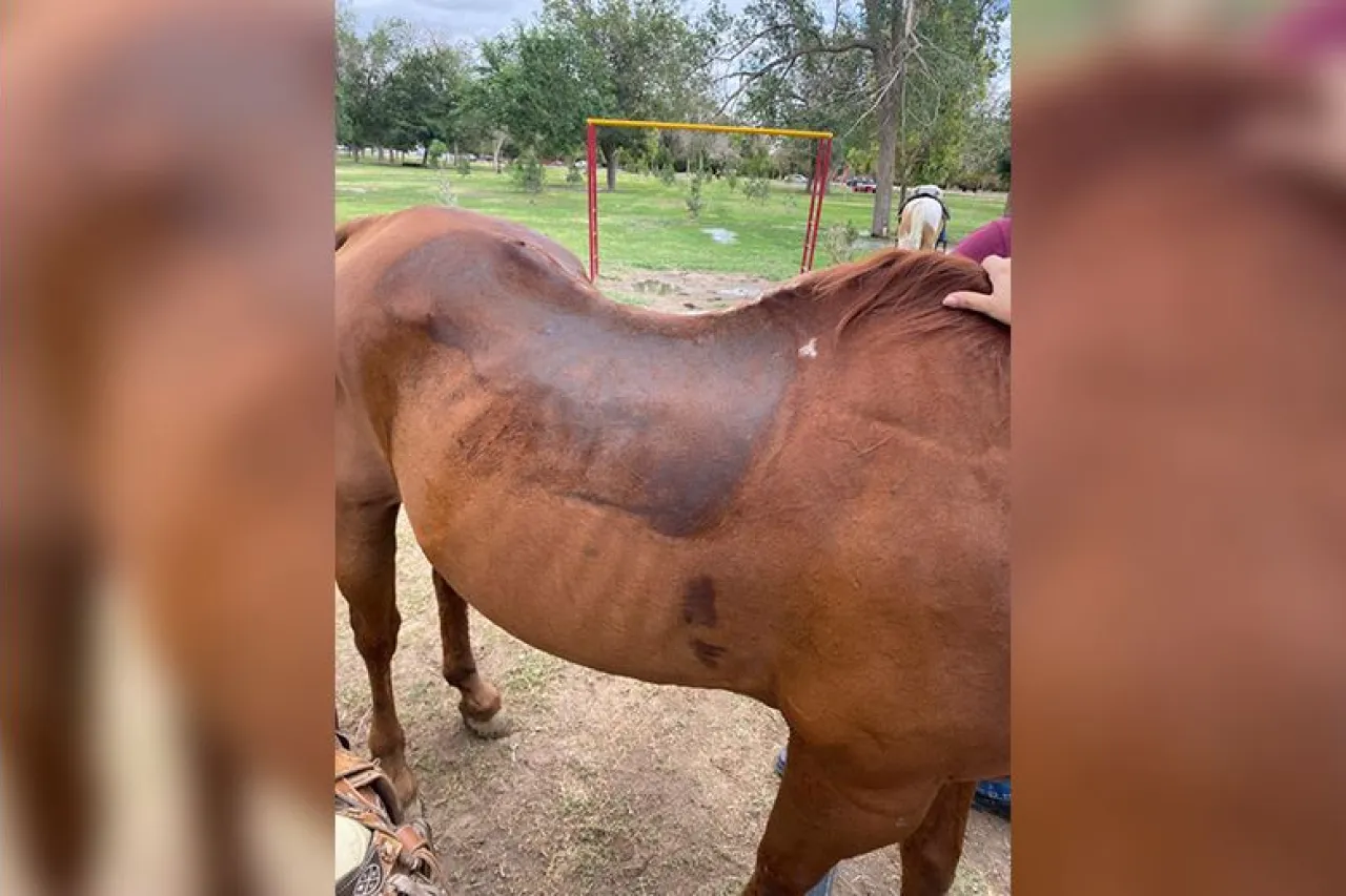 Resguarda DABA a varios caballos en El Chamizal