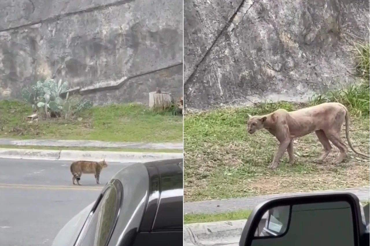 Captan puma hambriento cazando un gato en Monterrey