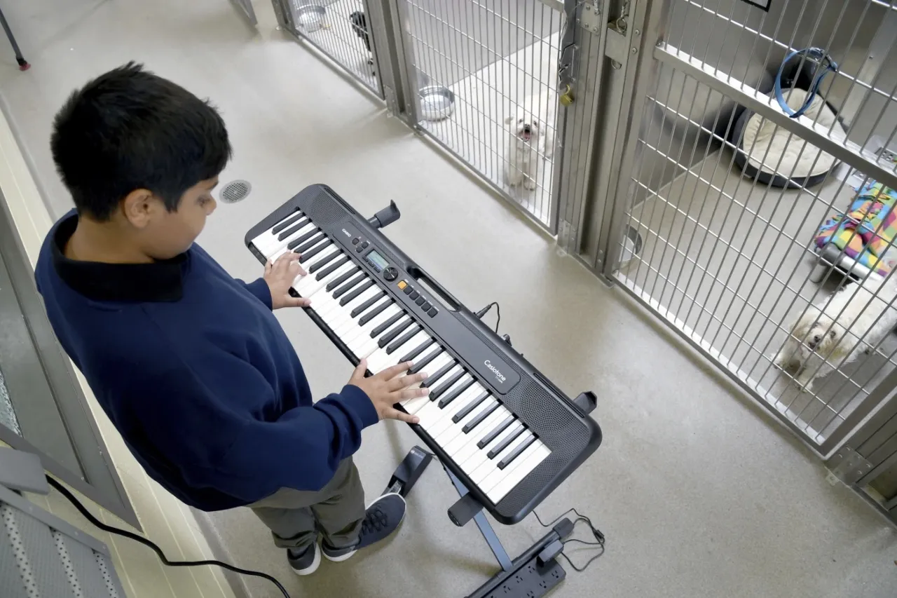 Voluntarios tocan música para calmar a los animales del refugio