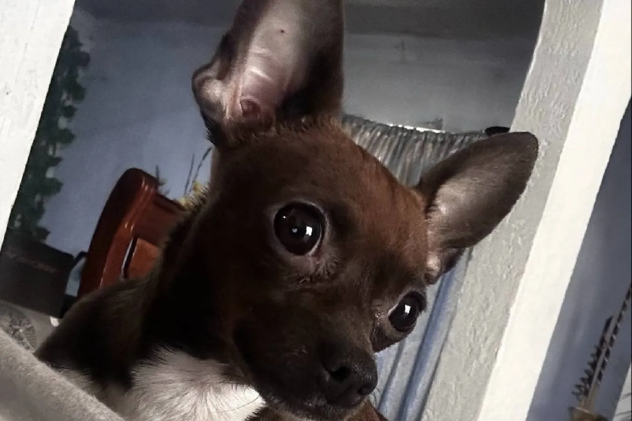 Buscan a perrita perdida durante las lluvias en Juárez