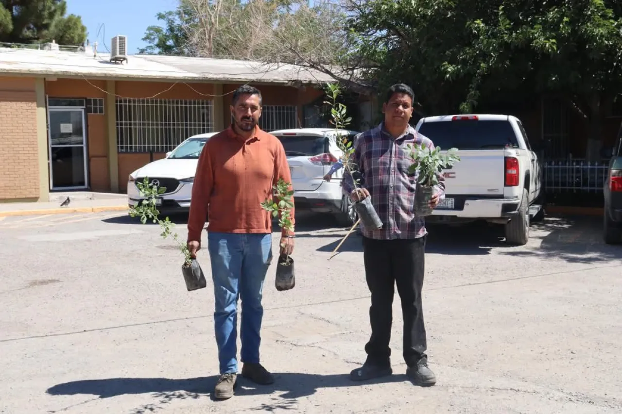 ¿Quieres un Juárez más verde? Acude hoy por un árbol gratis en El Chamizal