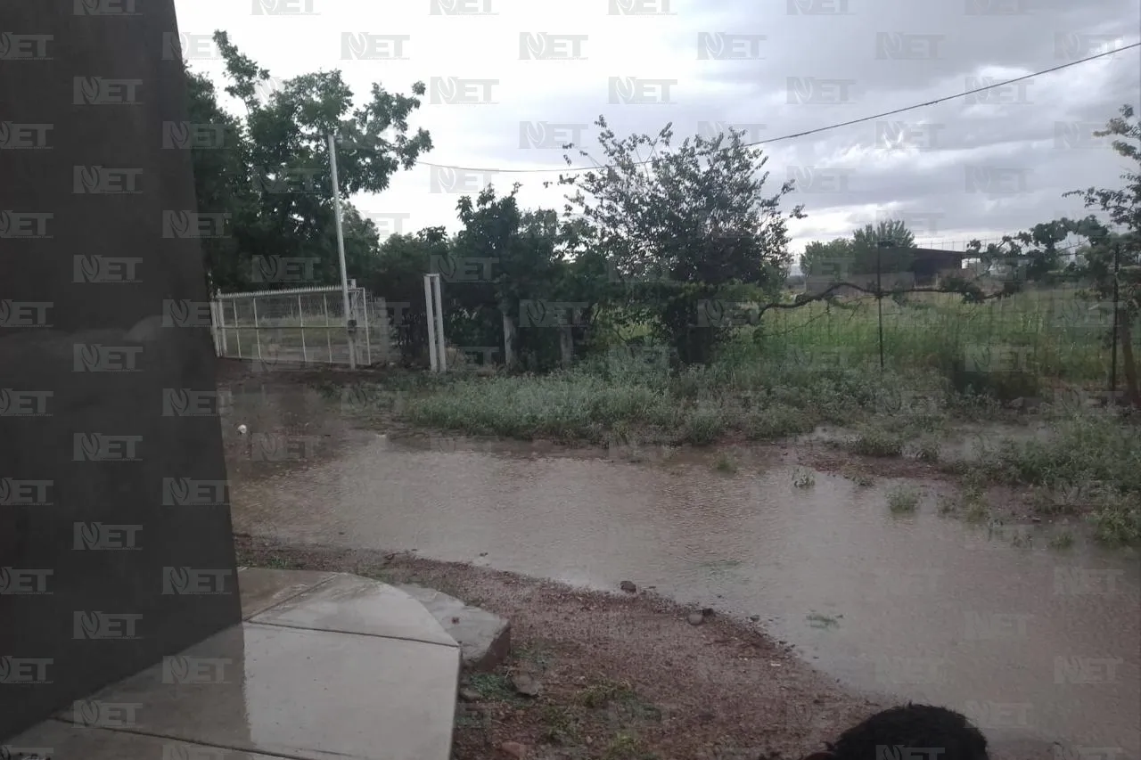 Ganado sorprendido por la lluvia: 3 años sin agua cambian comportamiento animal