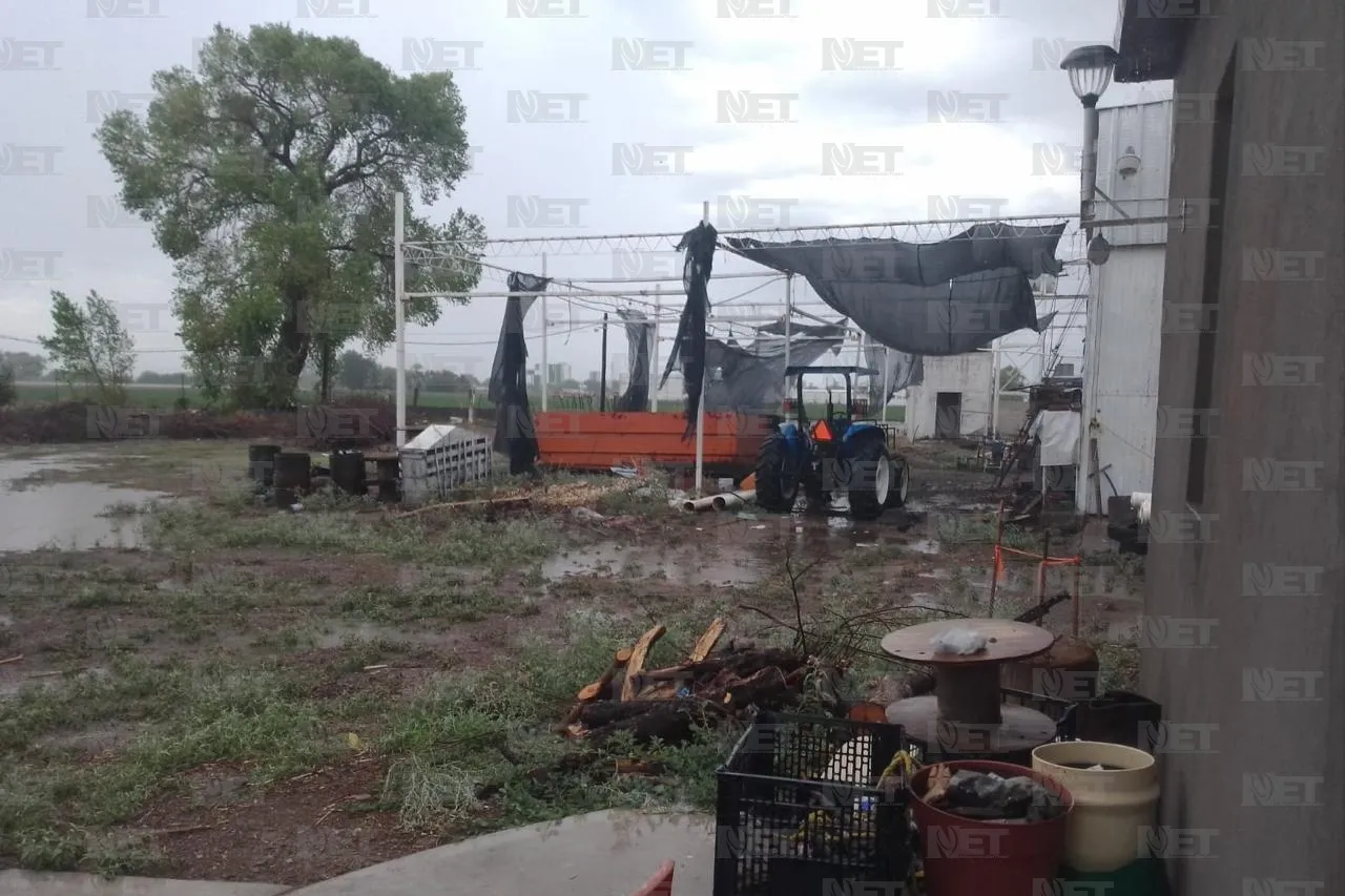 Ganado sorprendido por la lluvia: 3 años sin agua cambian comportamiento animal