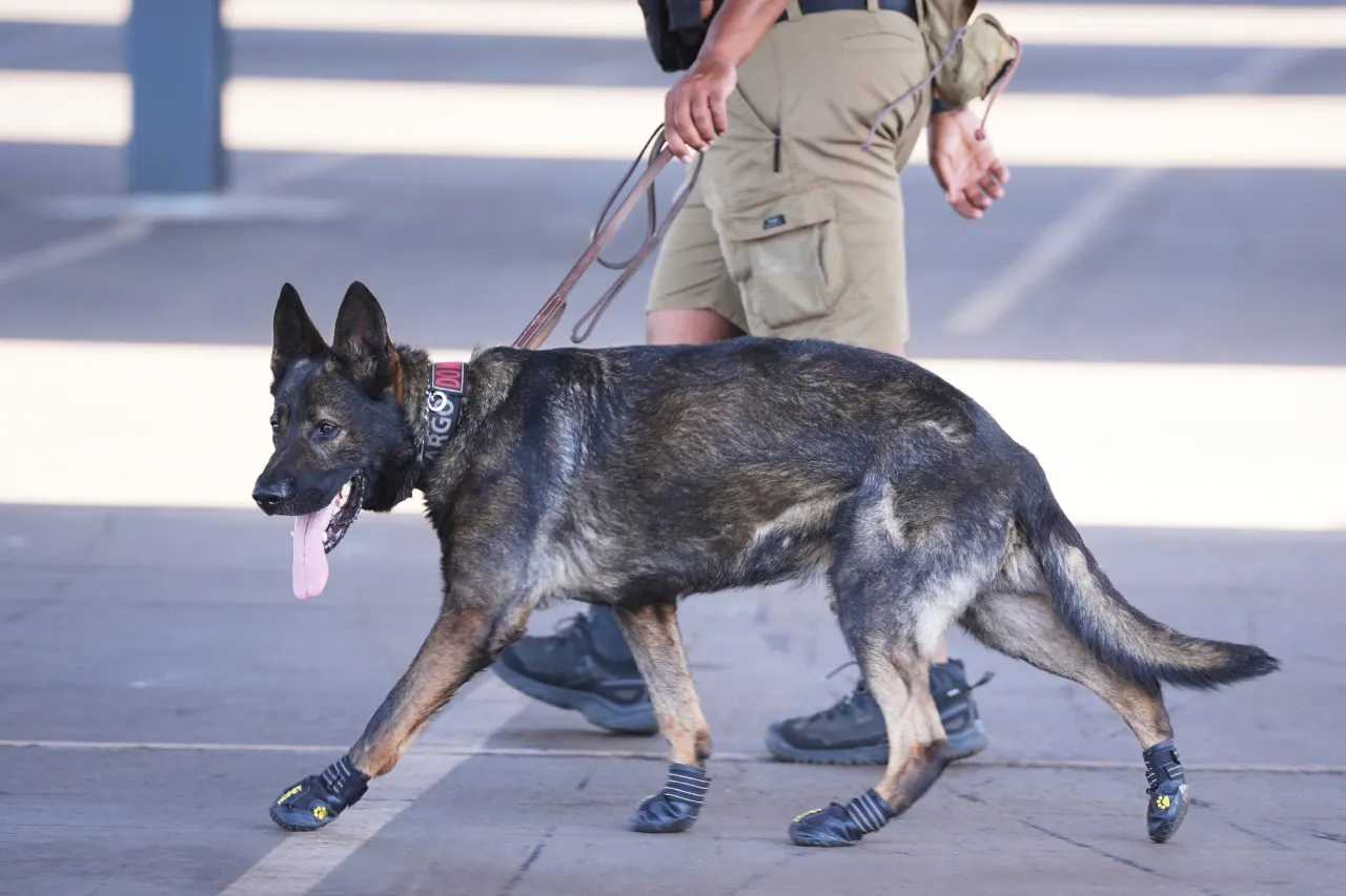 Perros que ayudan con seguridad en Mundial de Clubes usan botines ante el calor