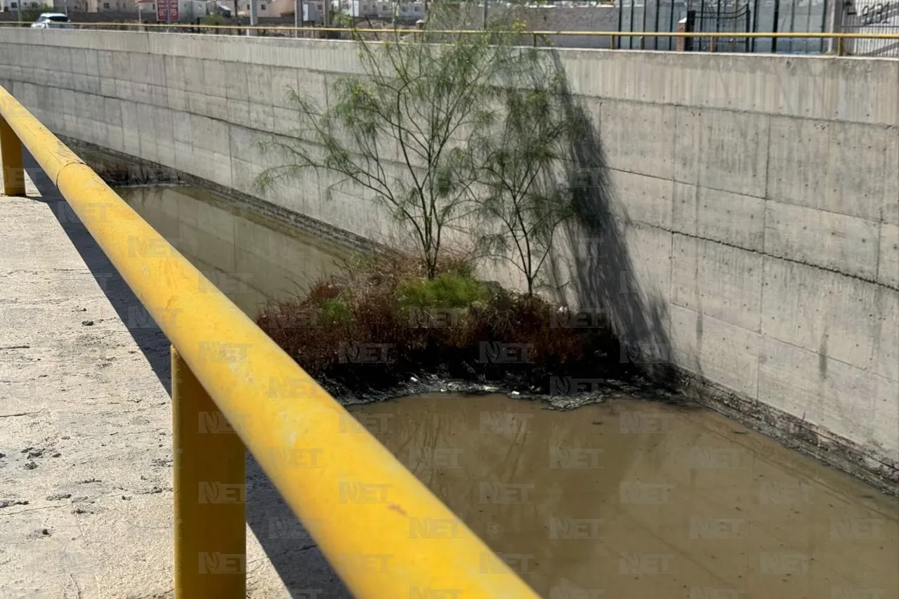 Juárez: Mosquitos proliferan con lluvias y aguas estancadas