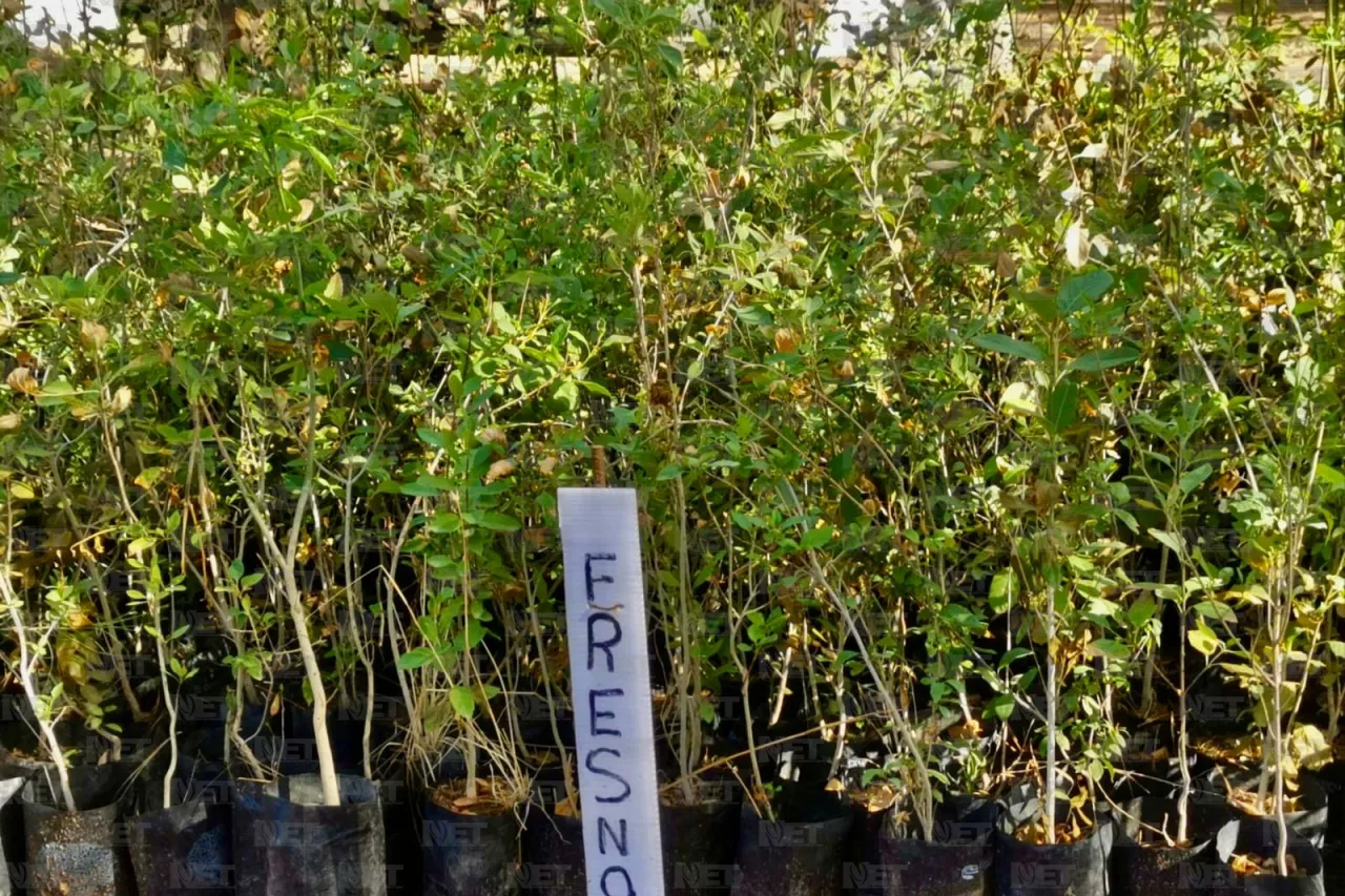 Misión cumplida: Juarenses se comprometen a cuidar y reforestar la ciudad