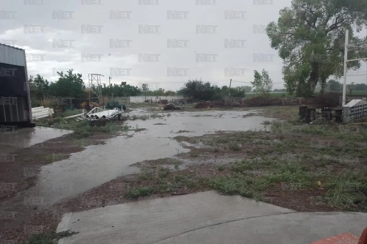 Ganado sorprendido por la lluvia: 3 años sin agua cambian comportamiento animal