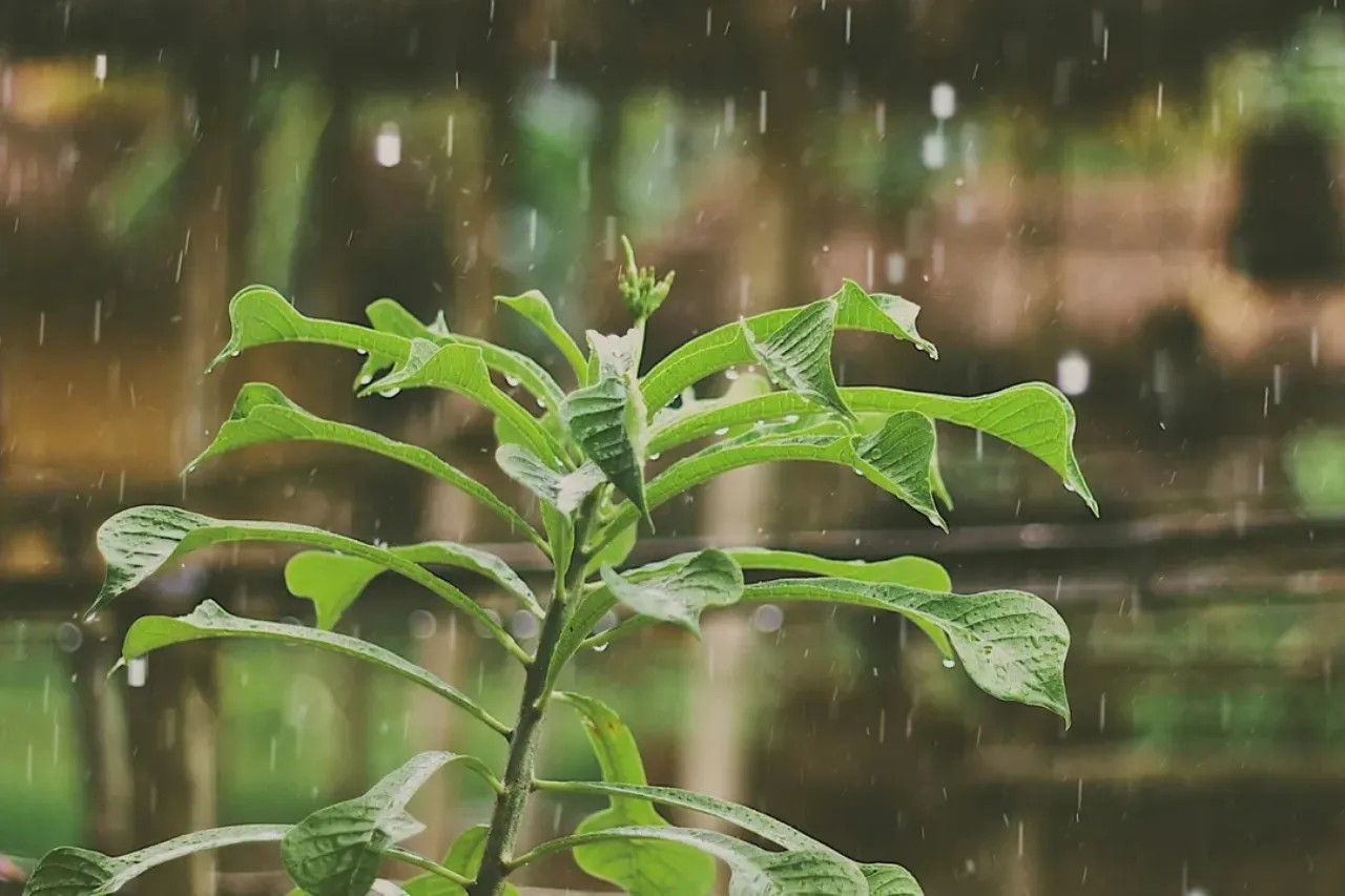 ¿Por qué tus plantas aman más la lluvia?