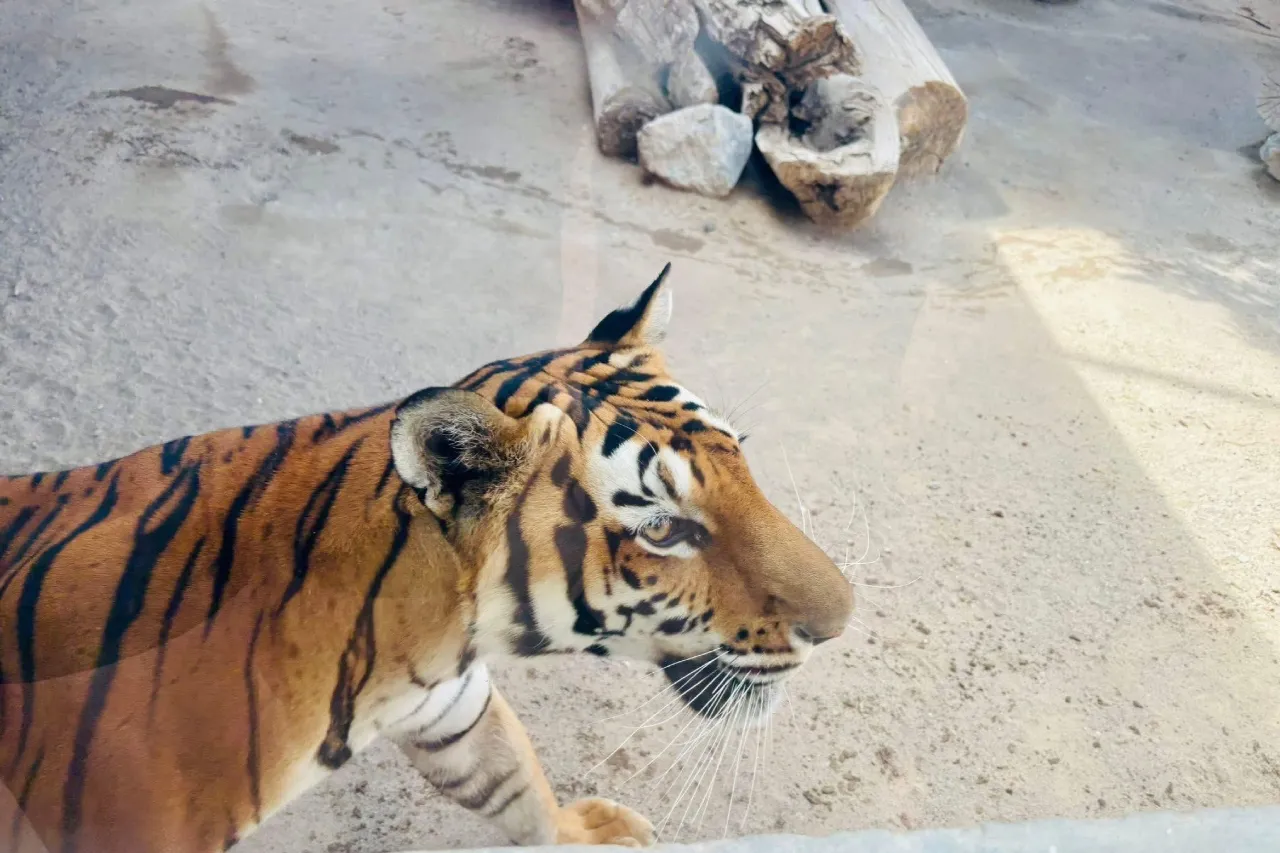 Se recupera en el San Jorge tigre rescatado de yonke en la Toribio Ortega