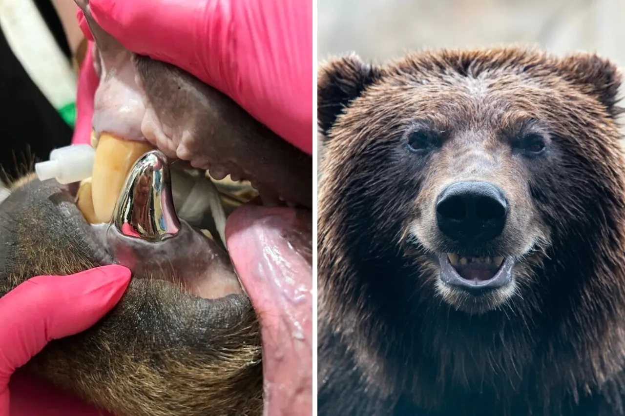 Oso pardo estrena sonrisa brillante tras recibir una enorme corona de metal