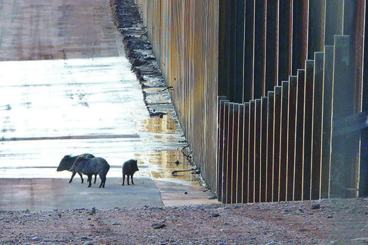 Exhortan a proteger especies y pedir se frene construcción de muro fronterizo