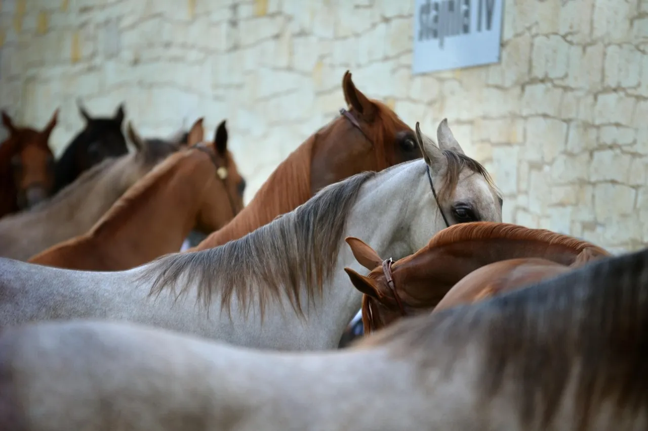 Banda en Chile usaba caballos para ocultar tráfico de drogas