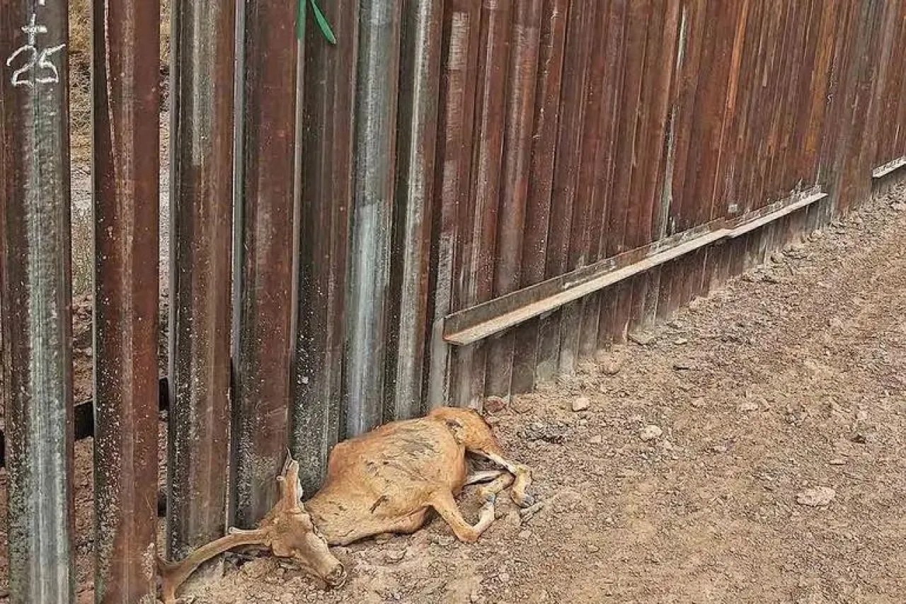 Exhortan a proteger especies y pedir se frene construcción de muro fronterizo