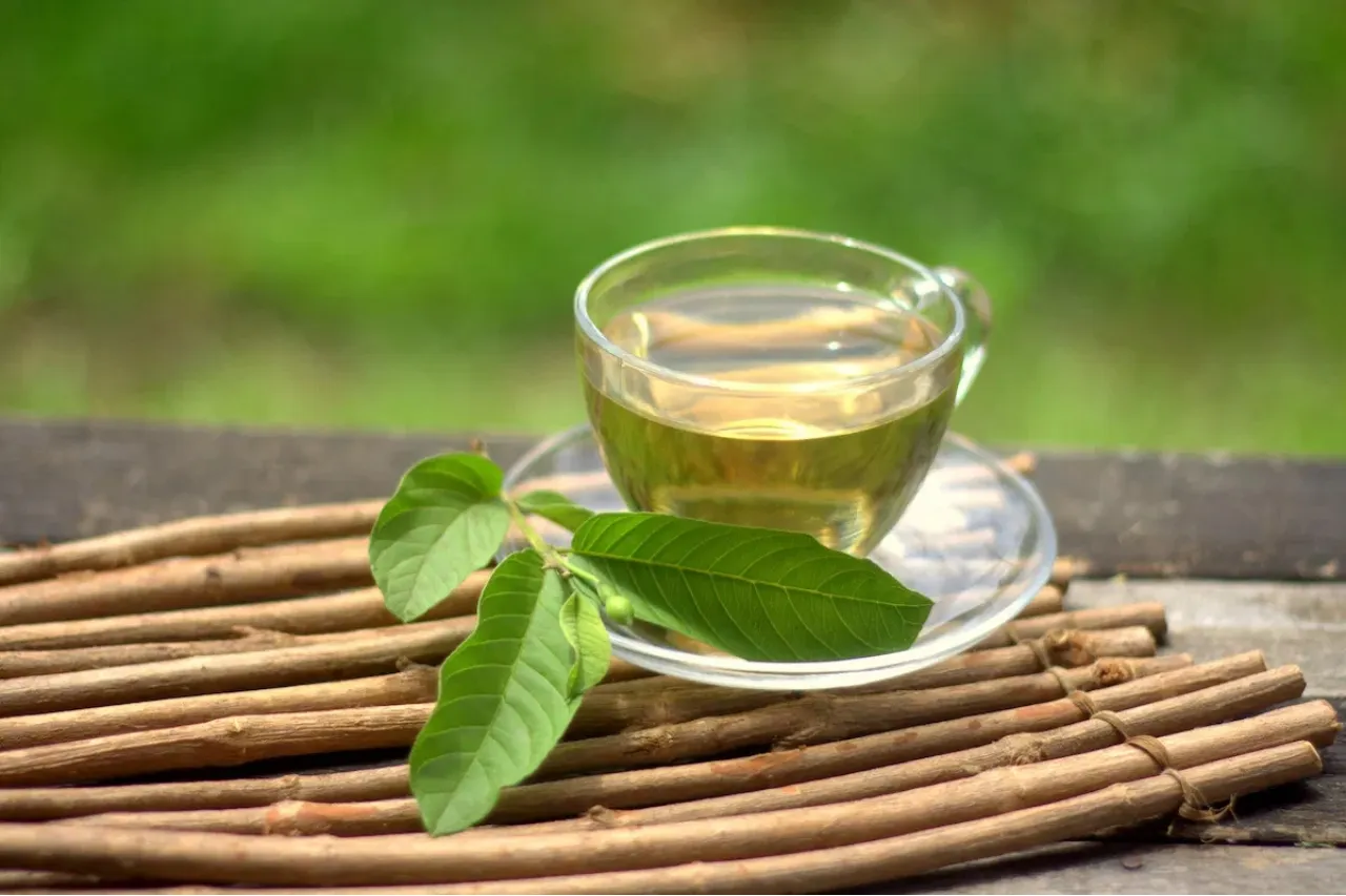 Té de hojas de guayaba: Un aliado natural para la salud