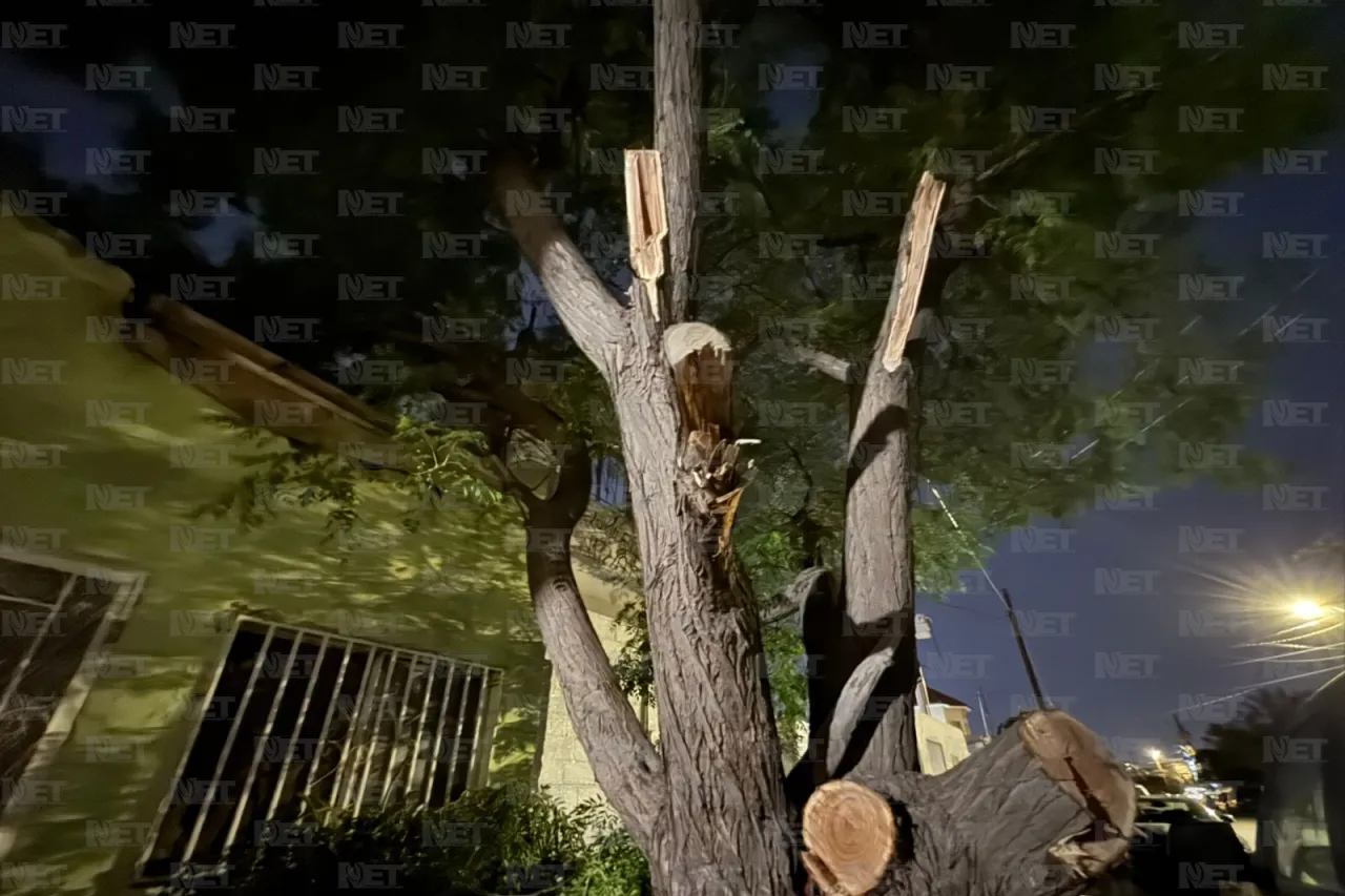 Juárez: Así quedó árbol derribado por los vientos